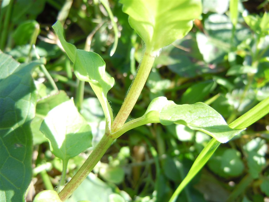 Fiori da Capodimonte - Stellaria neglecta